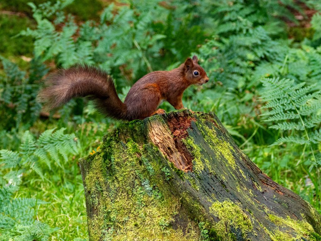 Snaizeholme Red Squirrel