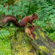 Snaizeholme Red Squirrel