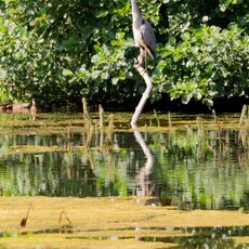 A Heron at Farnborough