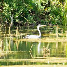 A Heron in Sourlands Pool