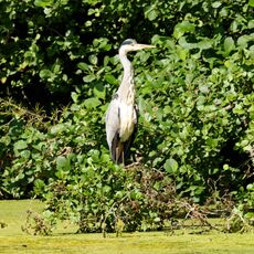 A Heron On The Banks of Sourlands Pool