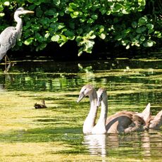 A Heron and Two Sygnets, Sourlands Pool