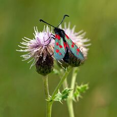 Six-spot Burnet