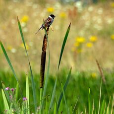 Reed Bunting, Banbury Country Park