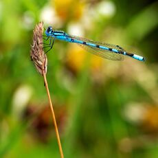 Damselfly