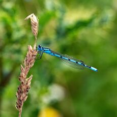 Damselfly