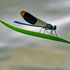 Demoiselle