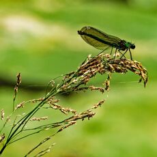 Damselfly