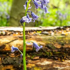Stoke Woods Bluebell
