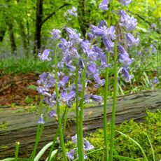 Stoke Woods Bluebells
