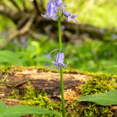 Stoke Woods Bluebell