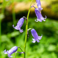 Stoke Woods Bluebell