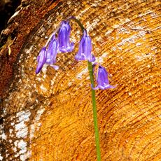 Stoke Woods Bluebell & Log