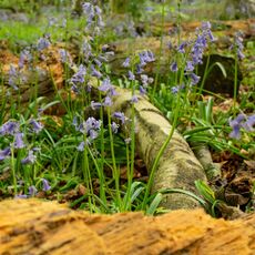 Stoke Woods Bluebells