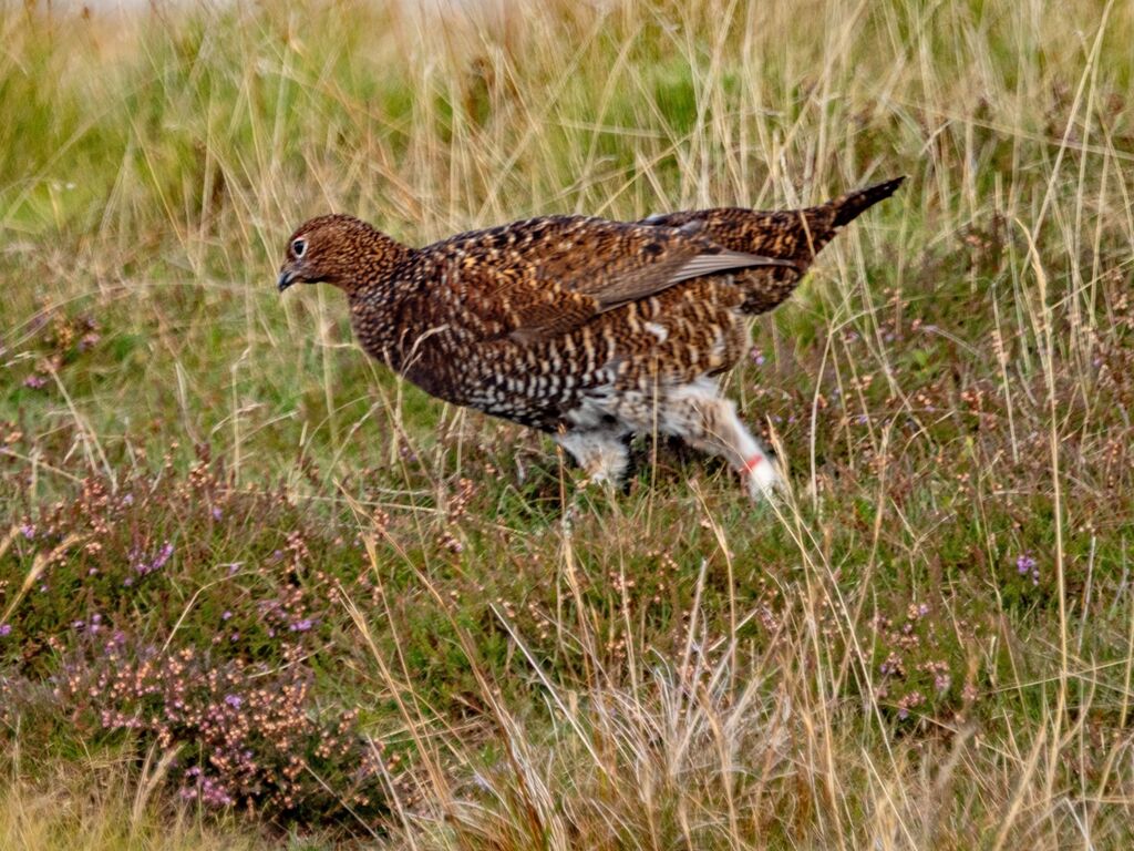 Grouse near Reeth