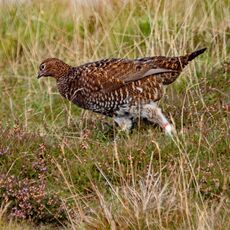 Grouse near Reeth