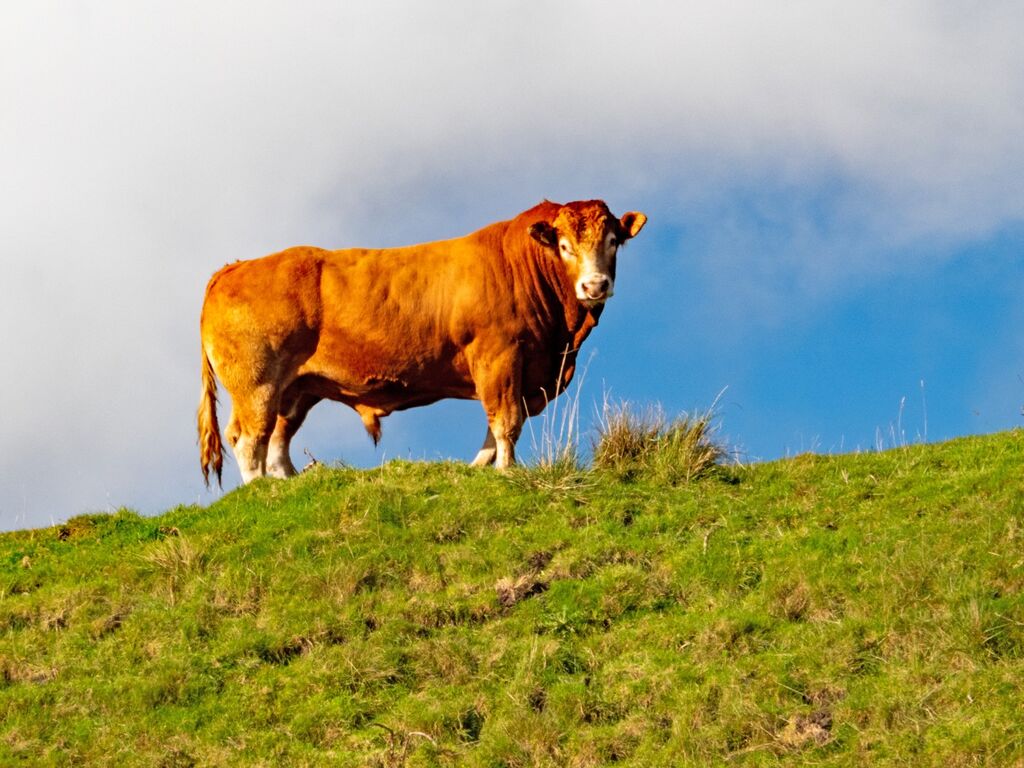 Ribblehead Bull