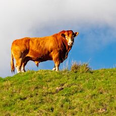 Ribblehead Bull