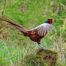 Displaying Pheasant