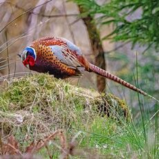 Snaizeholme Pheasant 2