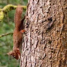 Snaizeholme Squirrel 3