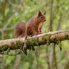Red Squirrel 4