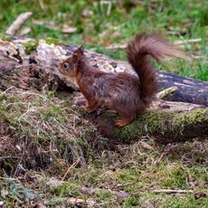 Red Squirrel 5