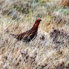 North York Moors Grouse
