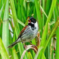 Reed Bunting, Banbury Country Park