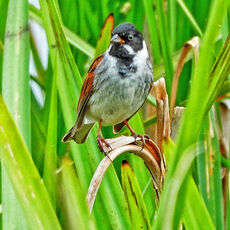 Reed Bunting, Banbury Country Park