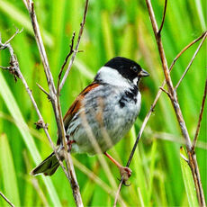 Reed Bunting, Banbury Country Park