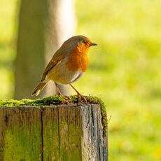 Robin, Spiceball Park