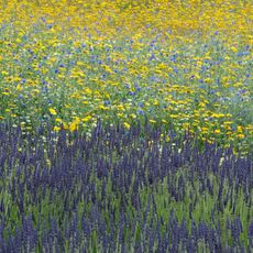 Snowshill Wild Flowers