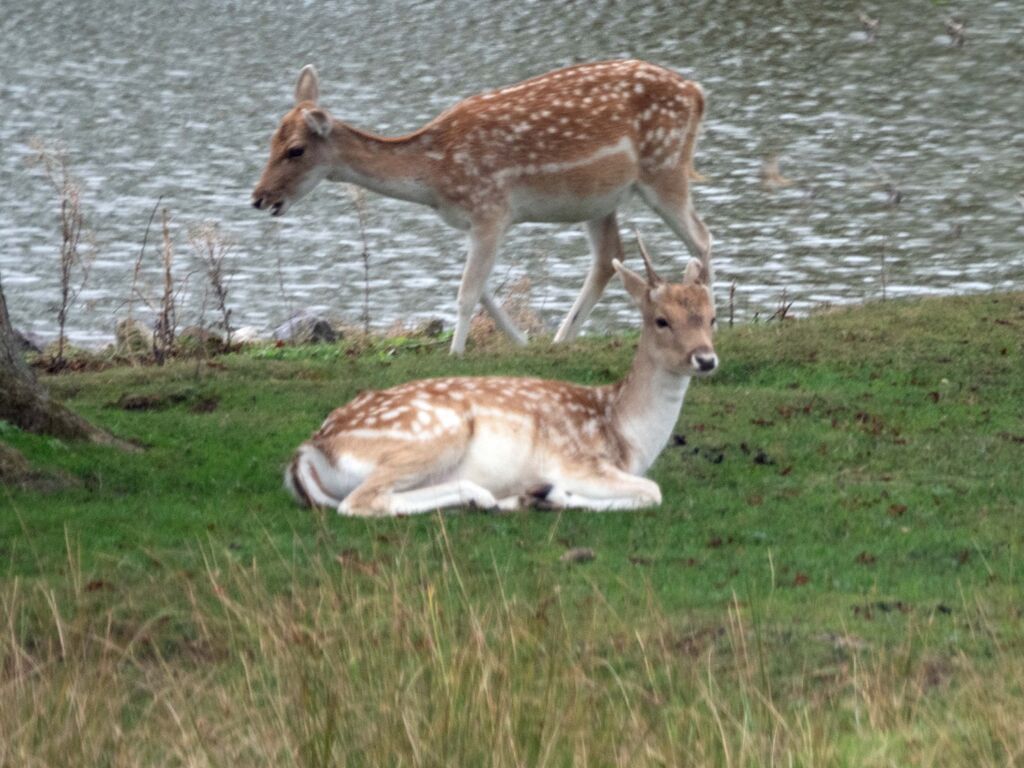 Bradgate Park 2 Small Deer