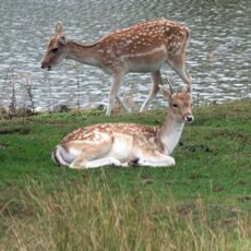 Bradgate Park 2 Small Deer