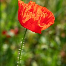 Poppy near to Bodicote