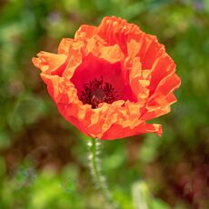Poppy near to Bodicote