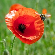 Poppy near to Bodicote