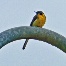Grey Wagtail, Grimsbury Reservoir