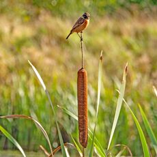 Stonechat, Banbury Country Park