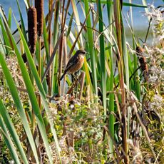 Stonechat, Banbury Country Park
