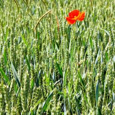 Poppy near to Bodicote