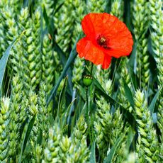 Poppy near to Bodicote