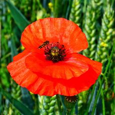 Poppy near to Bodicote
