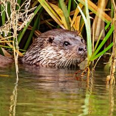 An Otter On The Cherwell
