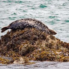 Seal, Llanddwyn Beach Anglesey
