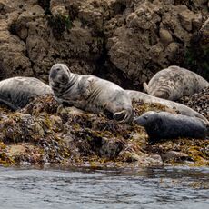 Seals basking on a rock off Ynys LLanddwyn island