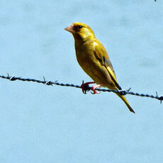 Greenfinch