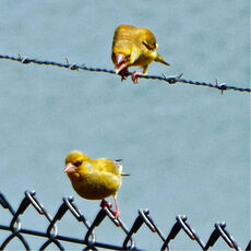 2 Greenfinches