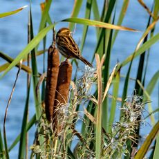Reed Bunting, Banbury Country Park